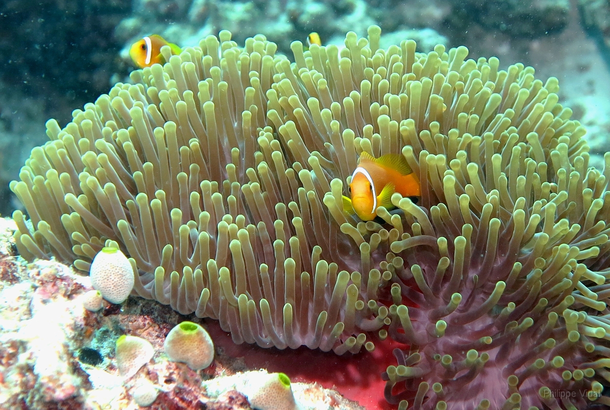 Velidhu - 2013_03_10 - IMG_0415r_Poisson Clown des Maldives - Amphiprion Nigripe_Kuda faru_Plongee.jpg